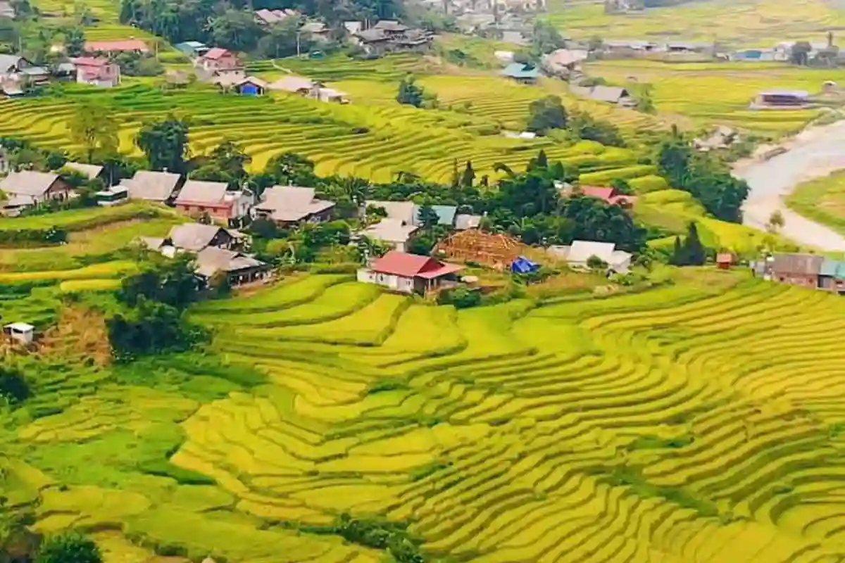 Golden rice terraces and traditional houses on a Half-Day Easy Trek in Sa Pa